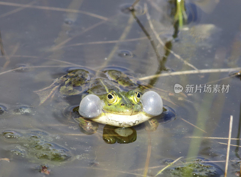 绿色可食用蛙(Rana esculenta synkl.)男性称